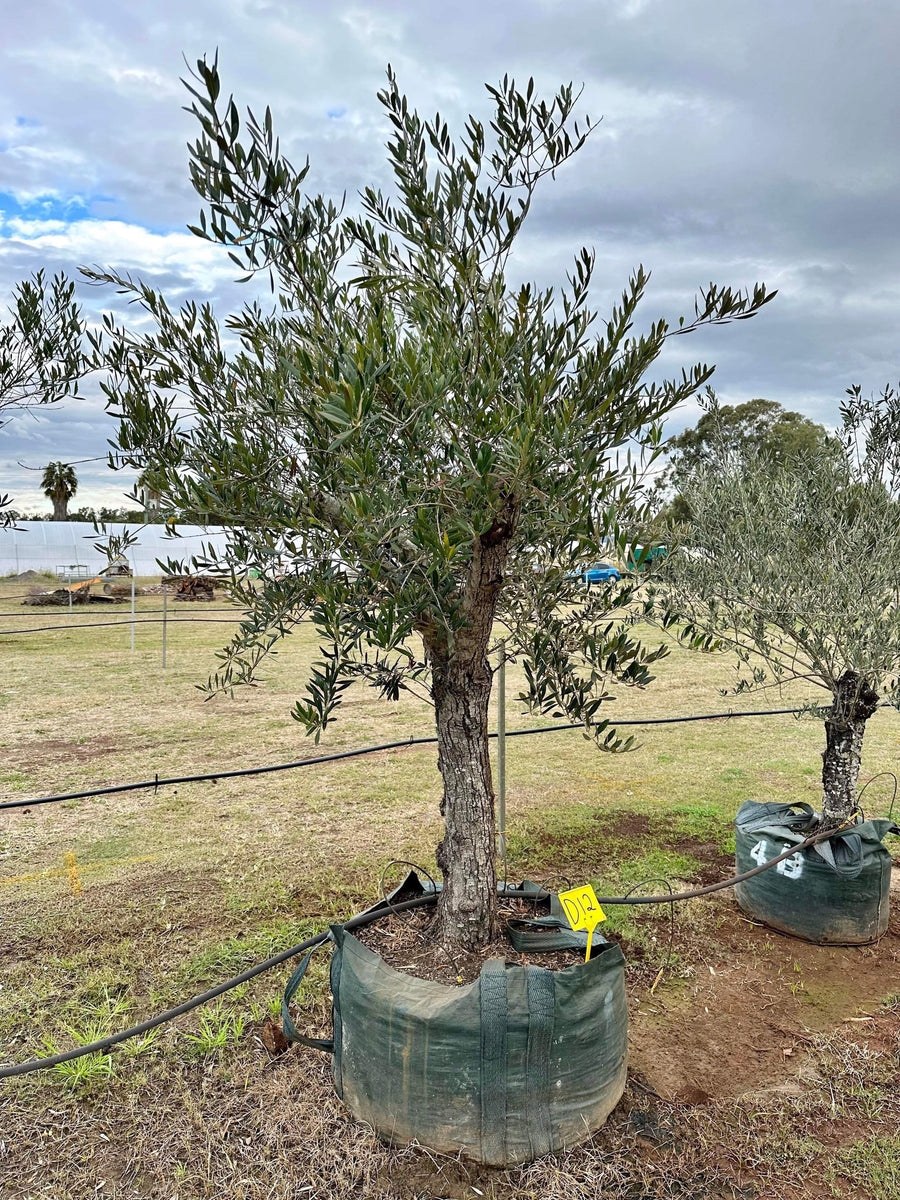 Mature Advanced Olive Trees Gold Coast – Pots & Branches