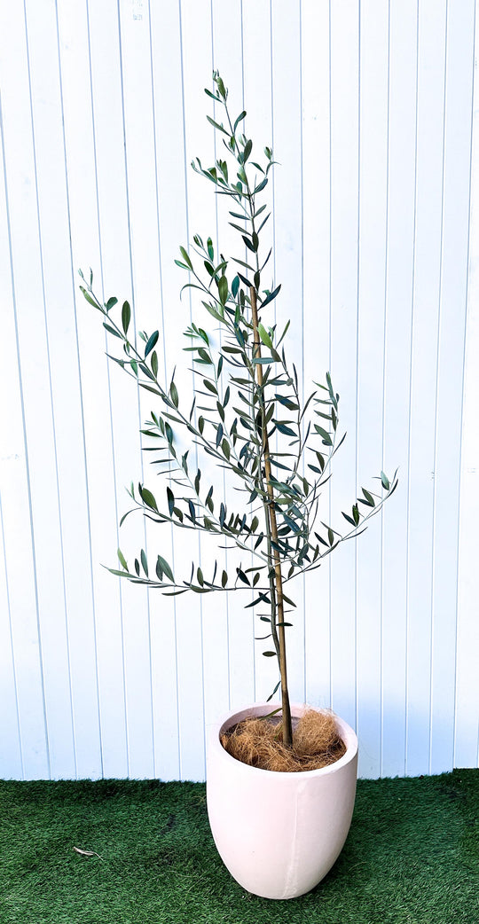 Olive Trees – Pots & Branches